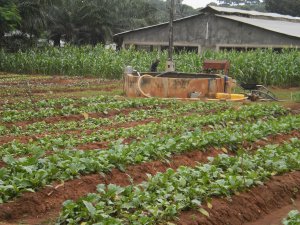 Market gardening Session of Songhai Farms
